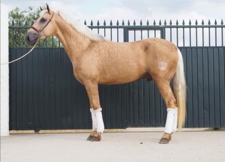 Lusitanos, Wallach, 4 Jahre, 166 cm, Palomino