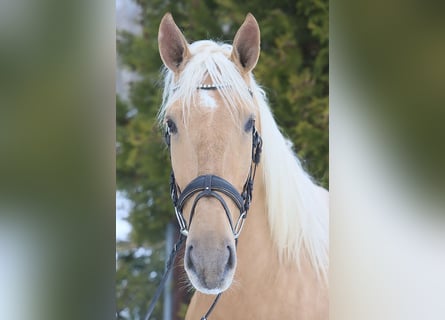 Lusitanos, Wallach, 4 Jahre, 170 cm, Palomino