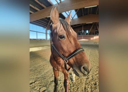 Lusitanos, Wallach, 5 Jahre, 155 cm, Brauner