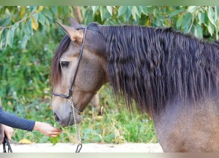 Lusitanos, Wallach, 5 Jahre, 156 cm, Buckskin