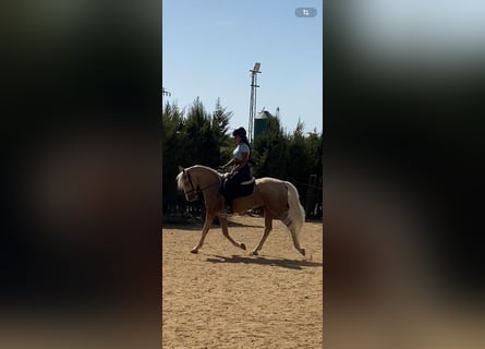 Lusitanos, Wallach, 5 Jahre, 157 cm, Palomino