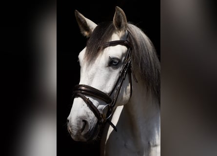 Lusitanos, Wallach, 5 Jahre, 157 cm, Schimmel