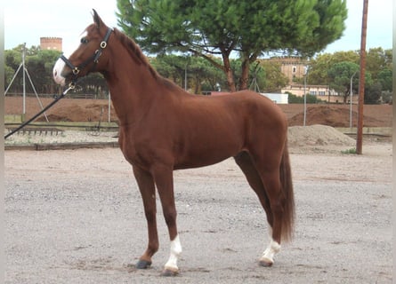 Lusitanos, Wallach, 5 Jahre, 158 cm, Fuchs