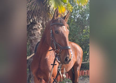 Lusitanos, Wallach, 5 Jahre, 160 cm, Brauner