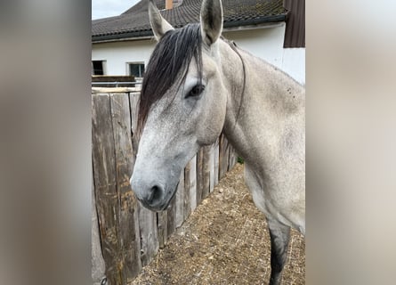 Lusitanos, Wallach, 5 Jahre, 160 cm, Falbe