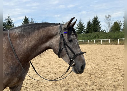Lusitanos, Wallach, 5 Jahre, 162 cm, Rotschimmel