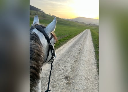 Lusitanos, Wallach, 5 Jahre, 163 cm, Apfelschimmel