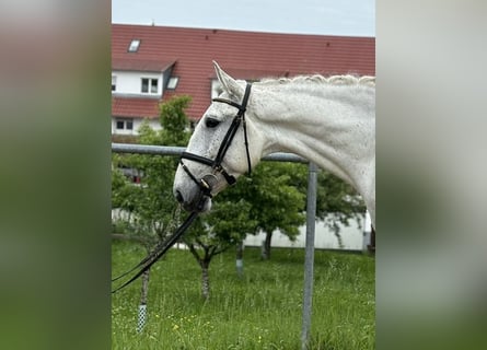 Lusitanos, Wallach, 5 Jahre, 165 cm, Fliegenschimmel