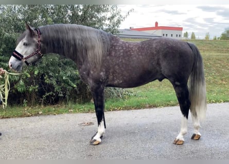 Lusitanos Mix, Wallach, 5 Jahre, 165 cm, Schimmel