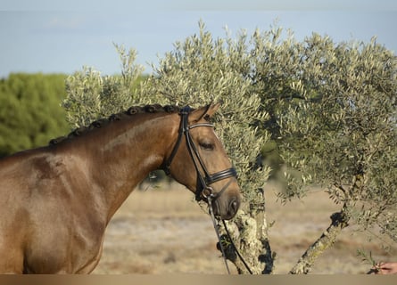Lusitanos, Wallach, 5 Jahre, 167 cm, Buckskin