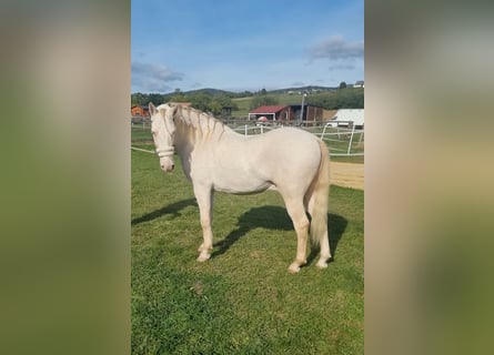 Lusitanos Mix, Wallach, 6 Jahre, 150 cm, Cremello
