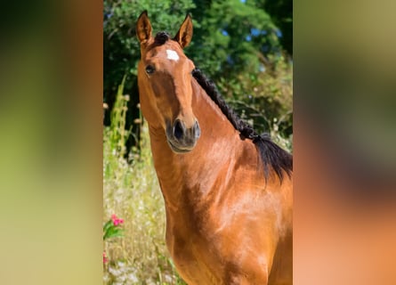 Lusitanos, Wallach, 6 Jahre, 158 cm, Brauner