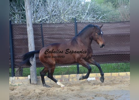 Lusitanos, Wallach, 6 Jahre, 159 cm, Dunkelbrauner