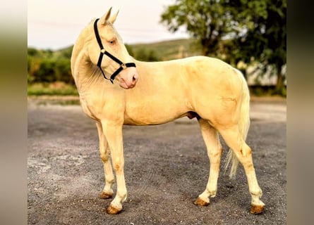 Lusitanos, Wallach, 6 Jahre, 160 cm, Cremello
