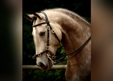 Lusitanos, Wallach, 6 Jahre, 162 cm, Buckskin