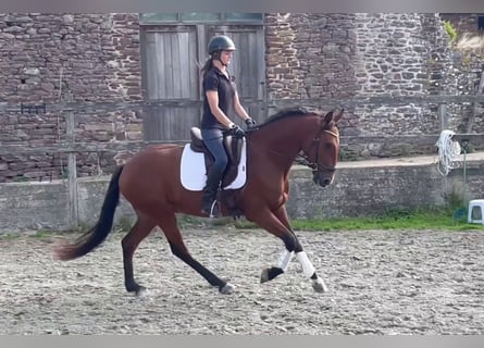 Lusitanos, Wallach, 6 Jahre, 162 cm
