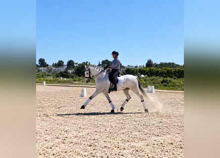 Lusitanos, Wallach, 6 Jahre, 164 cm, Schimmel
