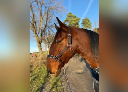 Lusitanos, Wallach, 6 Jahre, 169 cm, Brauner
