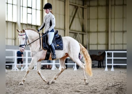 Lusitanos, Wallach, 6 Jahre, Champagne