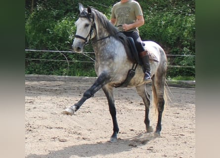 Lusitanos, Wallach, 6 Jahre