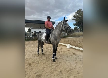 Lusitanos, Wallach, 6 Jahre, Schimmel