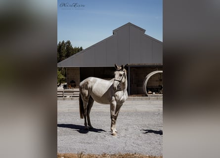 Lusitanos, Wallach, 7 Jahre, 160 cm, Schimmel