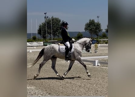 Lusitanos, Wallach, 7 Jahre, 160 cm, Schimmel