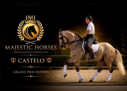 Lusitanos, Wallach, 7 Jahre, 163 cm, Apfelschimmel