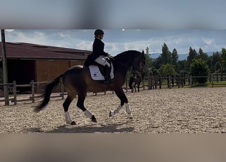 Lusitanos, Wallach, 7 Jahre, 165 cm, Falbe