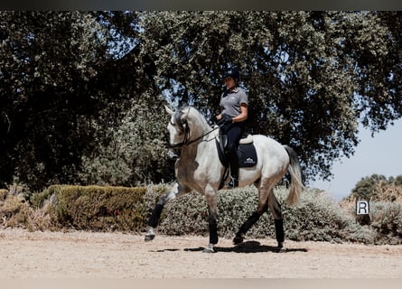 Lusitanos, Wallach, 7 Jahre, 165 cm, Rotschimmel