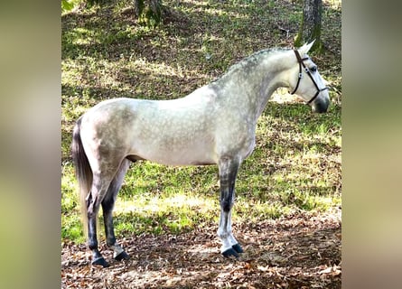 Lusitanos, Wallach, 7 Jahre, 165 cm, Schimmel