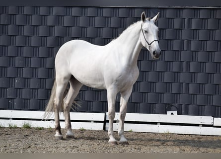 Lusitanos, Wallach, 7 Jahre, 172 cm, Schimmel