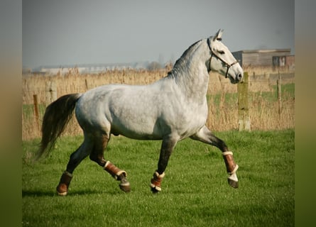 Lusitanos Mix, Wallach, 8 Jahre, 158 cm, Schimmel
