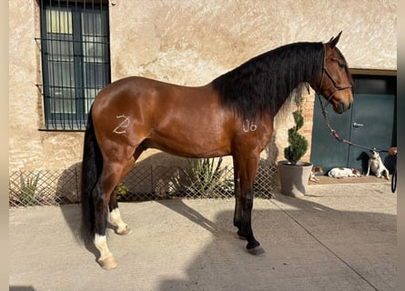 Lusitanos, Wallach, 8 Jahre, 160 cm, Brauner