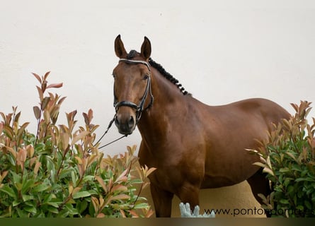 Lusitanos, Wallach, 8 Jahre, 165 cm, Rotbrauner