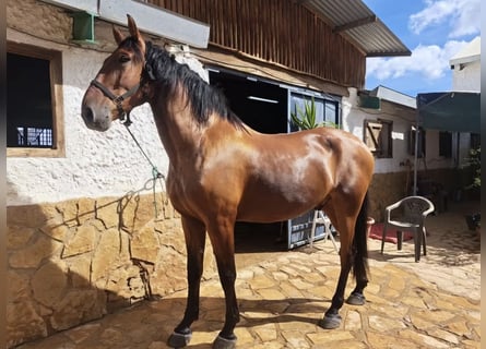 Lusitanos, Wallach, 8 Jahre, 171 cm, Hellbrauner