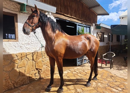 Lusitanos, Wallach, 8 Jahre, 171 cm, Hellbrauner