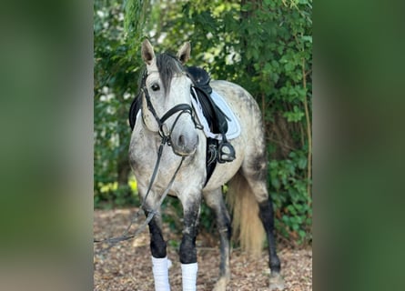 Lusitanos, Wallach, 9 Jahre, 157 cm, Schimmel