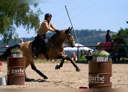 Lusitanos, Wallach, 9 Jahre, 160 cm, Falbe