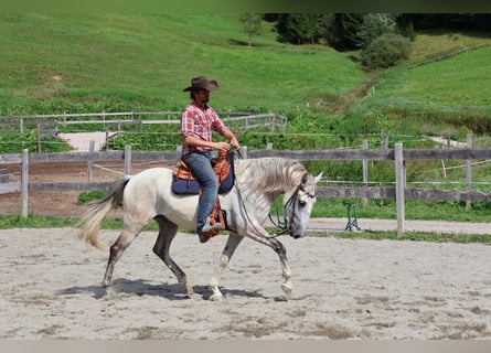 Lusitanos, Wallach, 9 Jahre, 164 cm, Schimmel