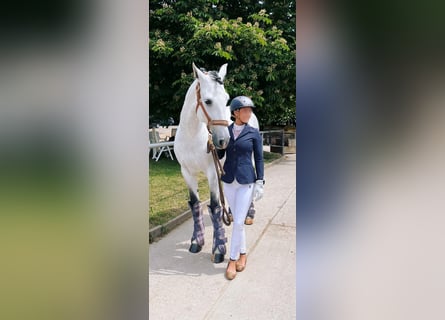 Lusitanos, Wallach, 9 Jahre, 164 cm, Schimmel