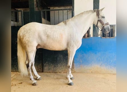 Lusitanos, Wallach, 9 Jahre, 165 cm, Schimmel