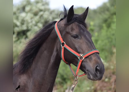 Lusitanos, Yegua, 13 años, 156 cm, Castaño oscuro