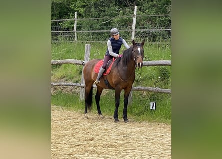 Lusitanos, Yegua, 16 años, 162 cm, Castaño