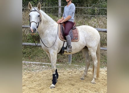 Lusitanos, Yegua, 16 años, 165 cm, Tordo