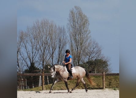 Lusitanos, Yegua, 17 años, 160 cm, Musgo marrón