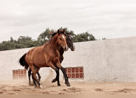 Lusitanos, Yegua, 1 año, 158 cm, Castaño