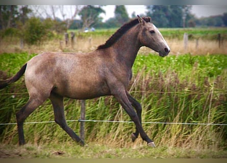 Lusitanos, Yegua, 1 año, 158 cm, Tordo