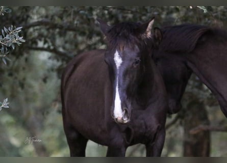 Lusitanos, Yegua, 1 año, 160 cm, Negro