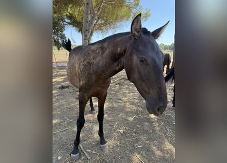 Lusitanos, Yegua, 1 año, 162 cm, Negro